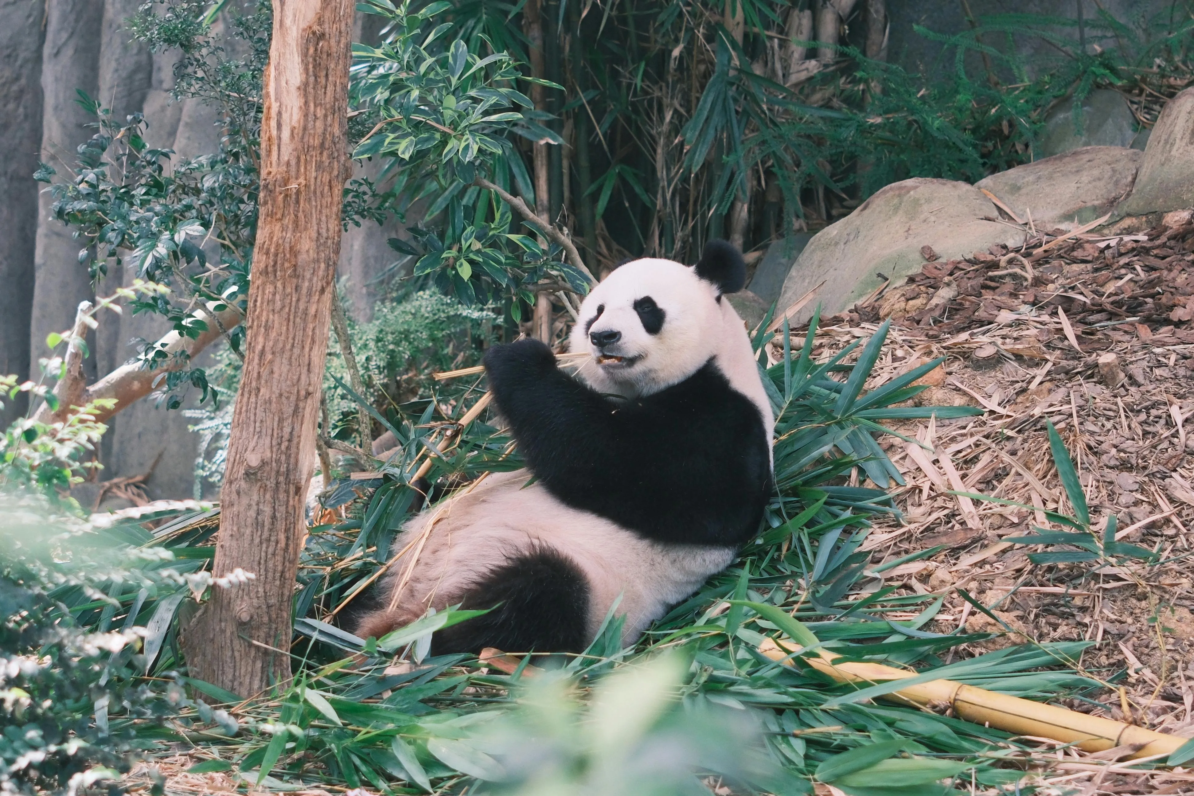 Chengdu